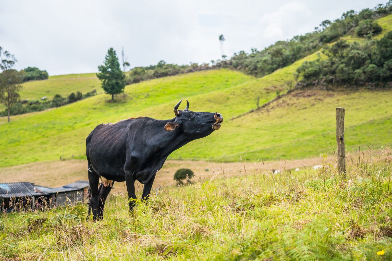 Boyacá refuerza su preparación ganadera ante El Niño