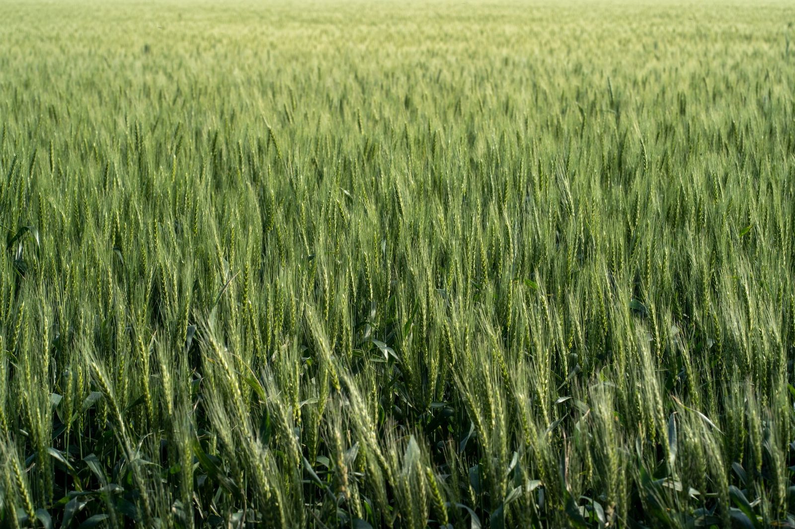 Boyacá impulsa la dignificación del campo a través de educación y productividad