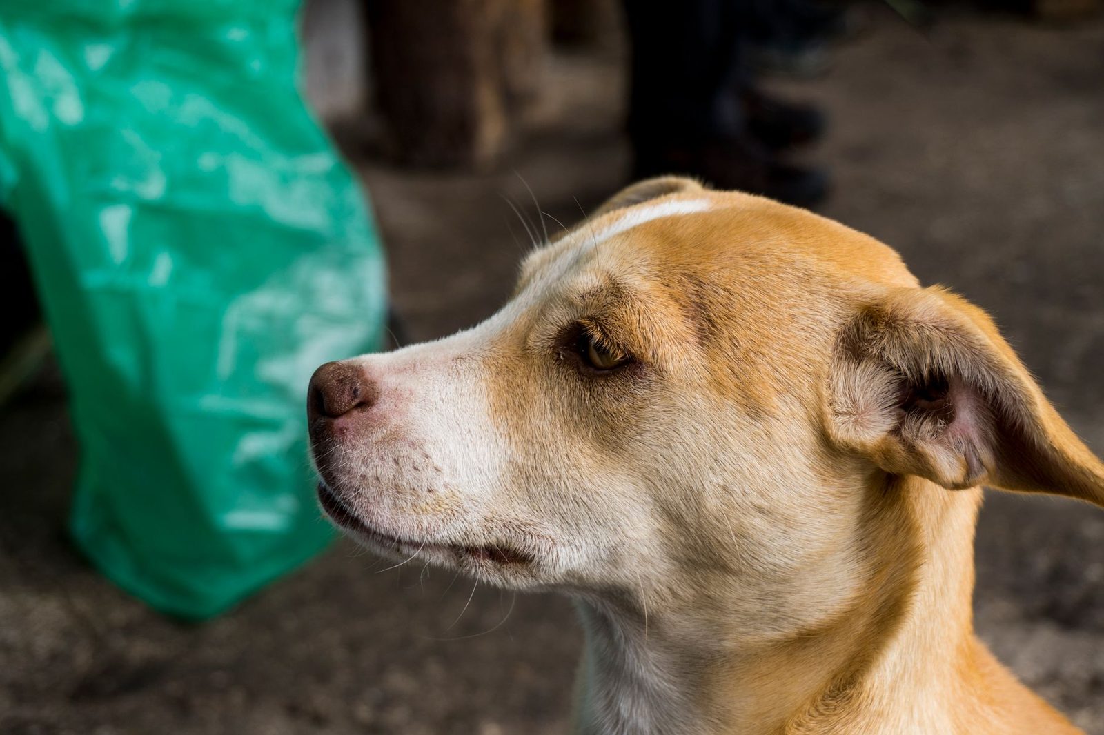 Incrementan los casos de envenenamiento de perros en Boyacá