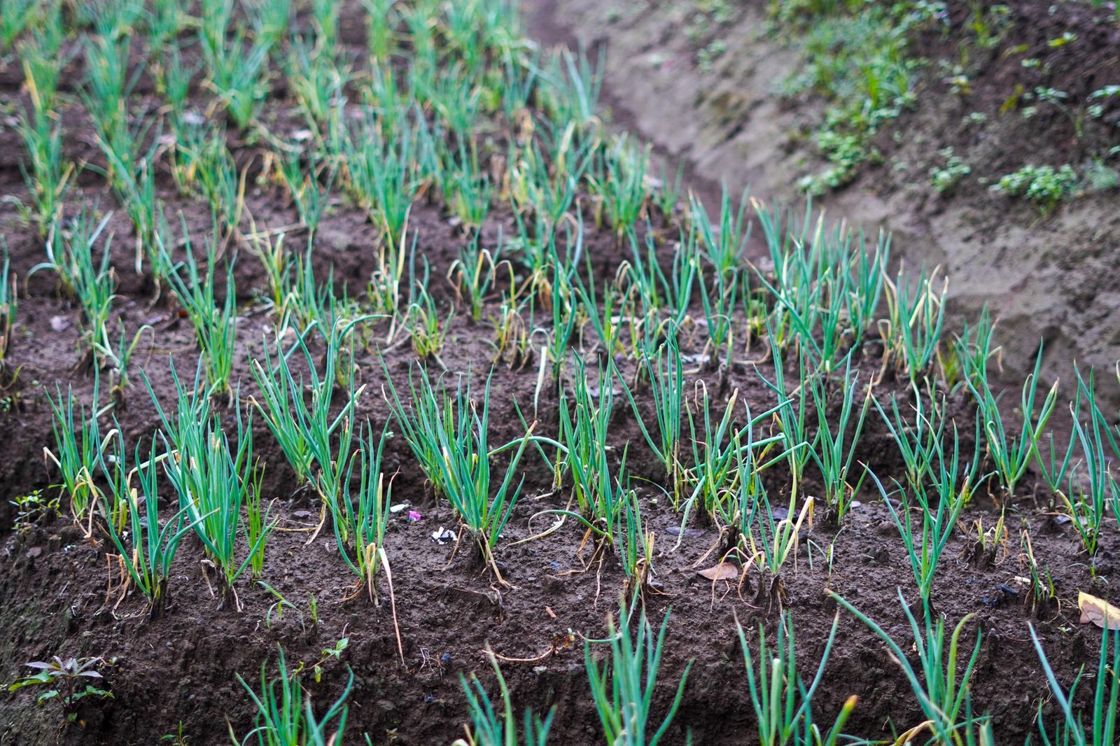 Cebollas de gran tamaño: la apuesta agrícola de Boyacá